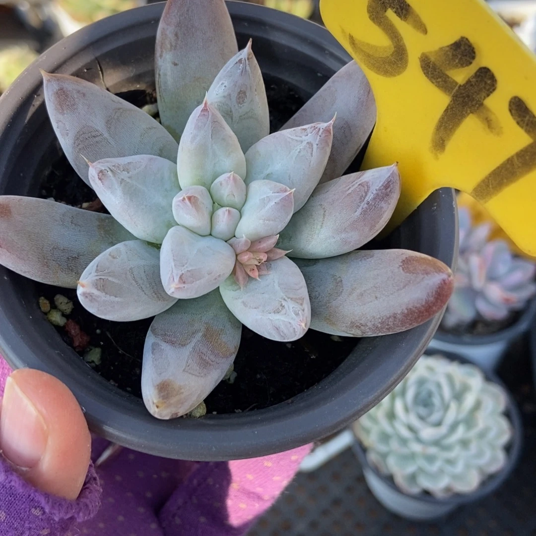 547杜里万多肉植物duorou