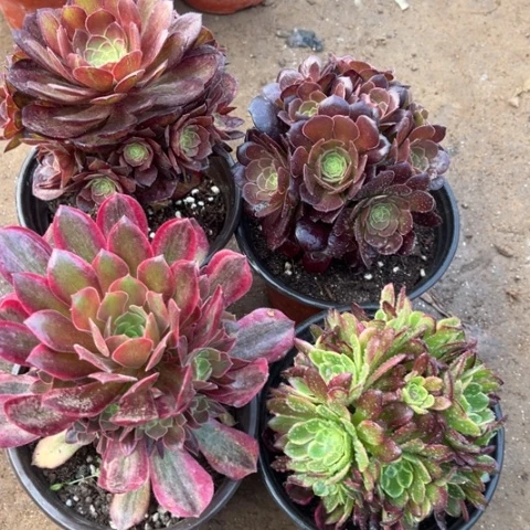 782多肉植物组合