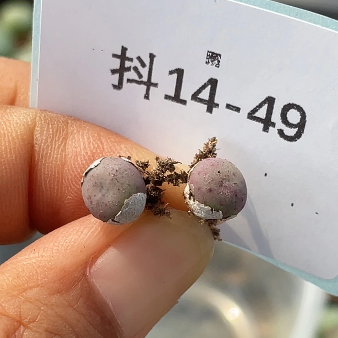 14-49鸭嘴兽苗多肉植物