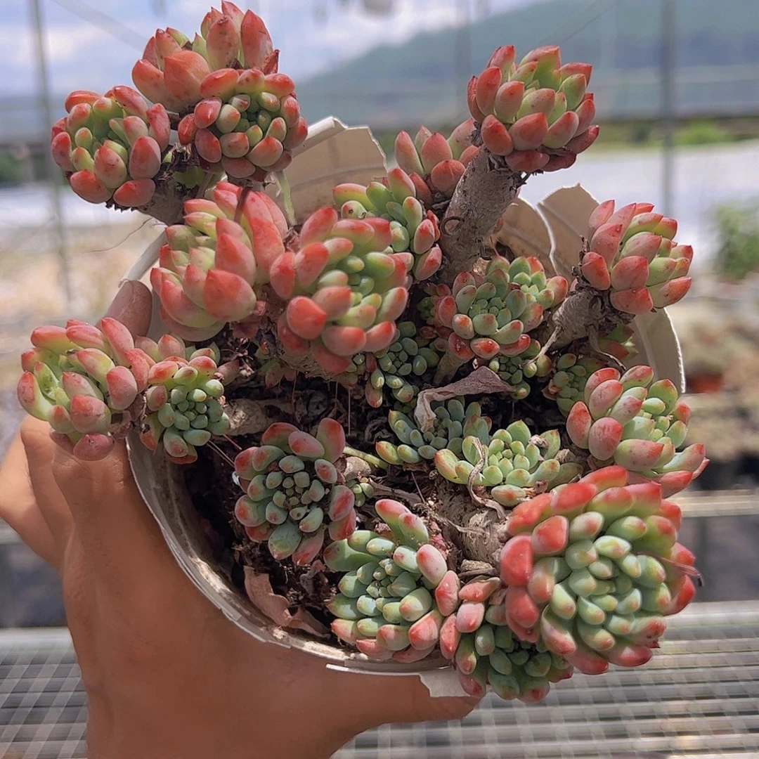 蓝苹果多头大盆整装精品特价