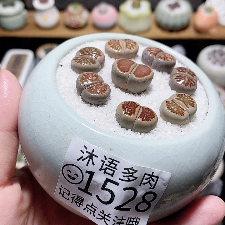 精美盆栽 一物一拍 1528