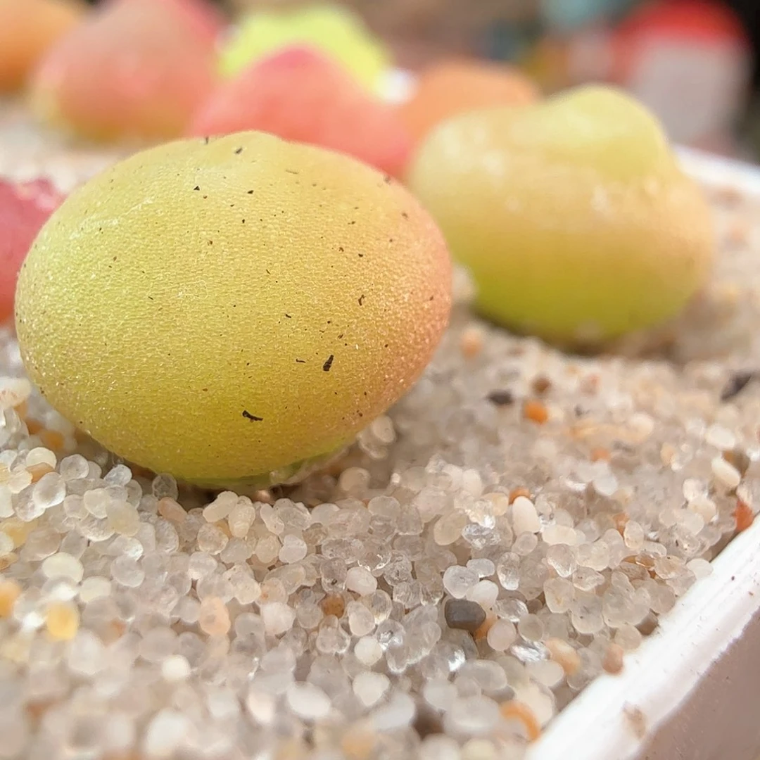 爱****?3.15.8/屎屎的哈莫/多肉植物