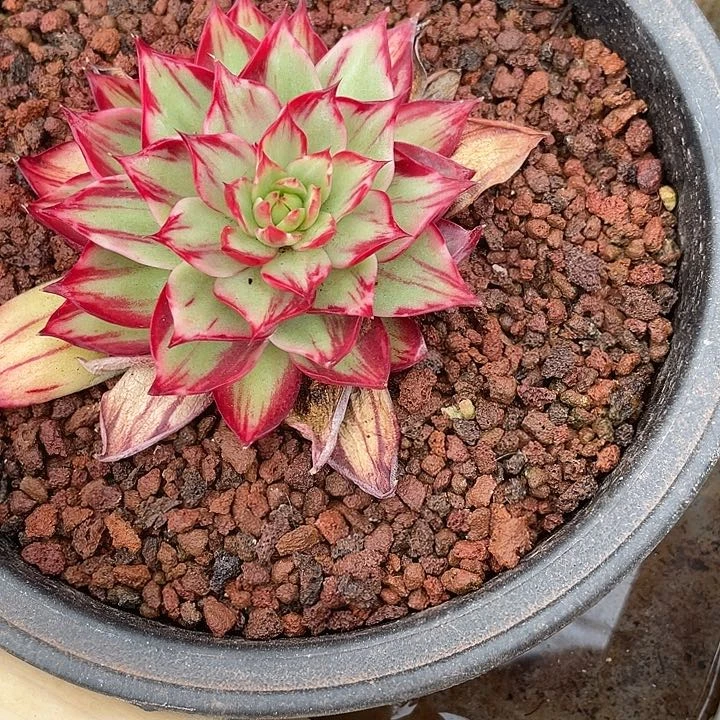 黑*惊鸿仙子多肉植物228