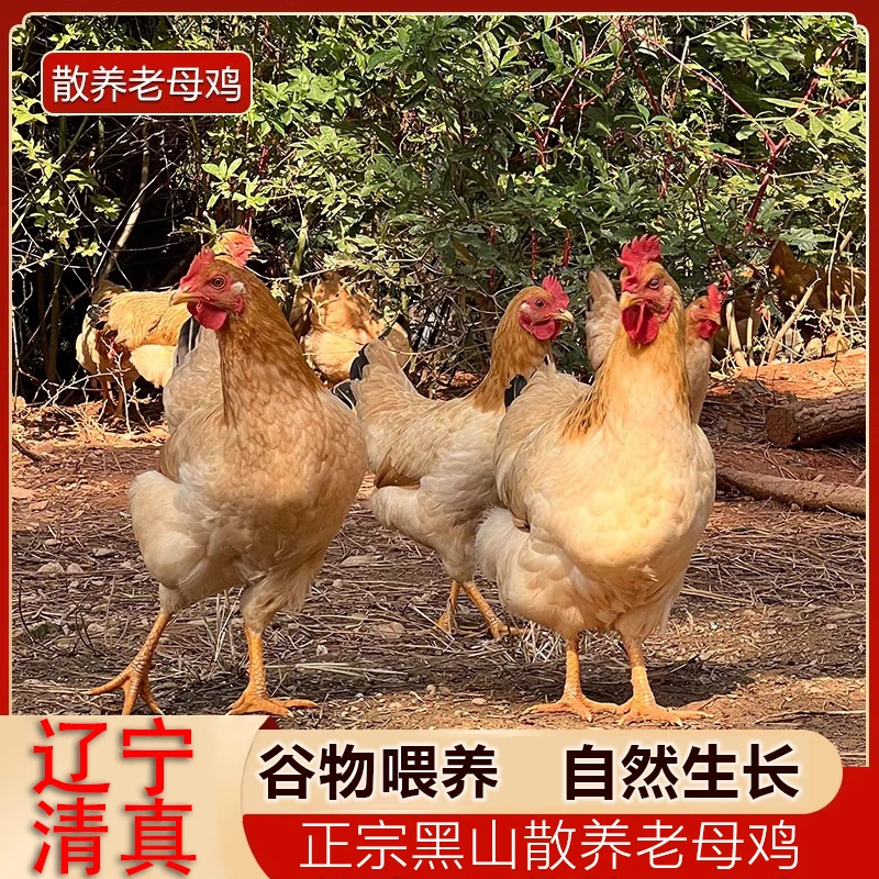 【顺丰】辽宁土鸡、黄油老母鸡爬山鸡农家散养新鲜健康整鸡（600天）