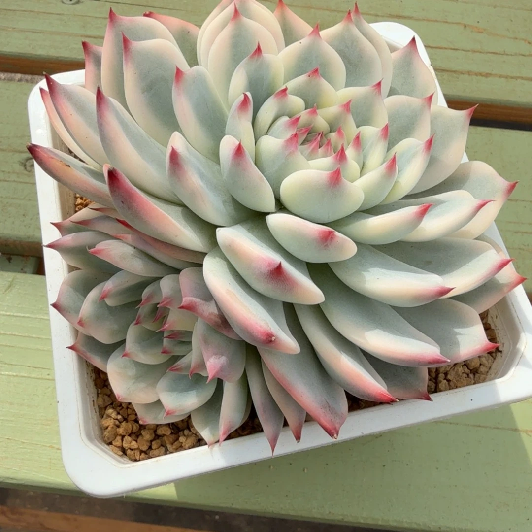 吉娃娃锦锦上园艺一物一拍