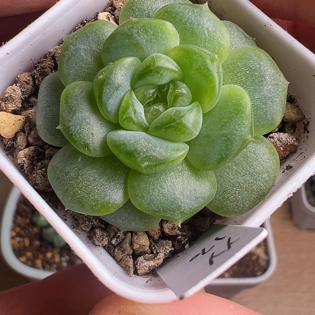 遥遥领先孤品 冰玻璃渣