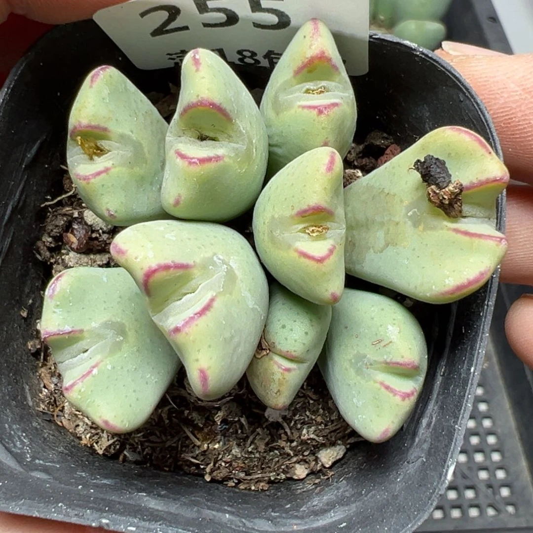 【闪购商品】255……