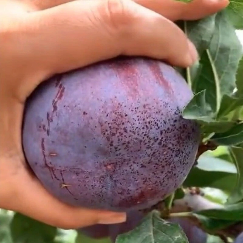 美国大黑李嫁接苗:巨王黑李苗:巨型李子:黑巨王李子果树苗