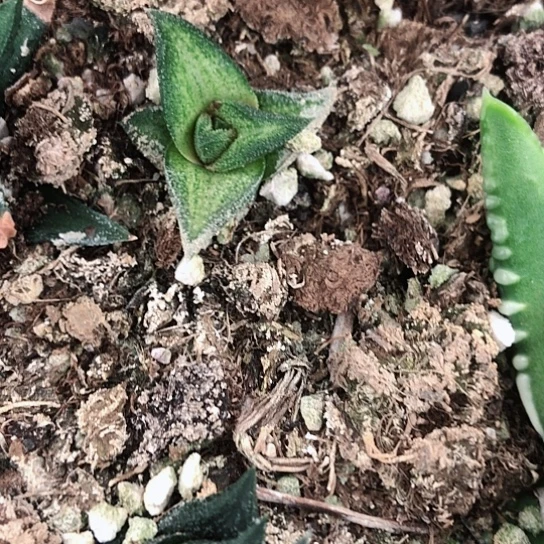 翠蛾十二卷脱盆发货