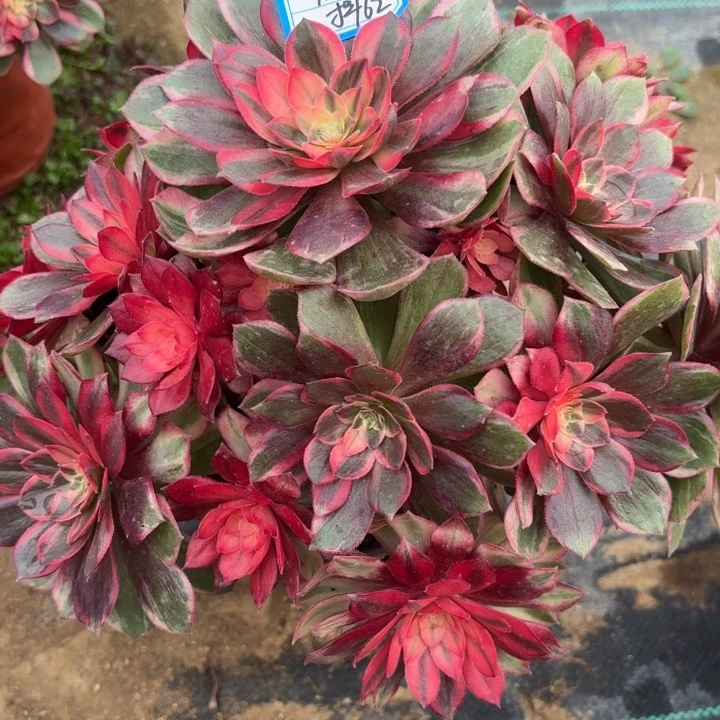 黑魔锦多肉法师不包损62