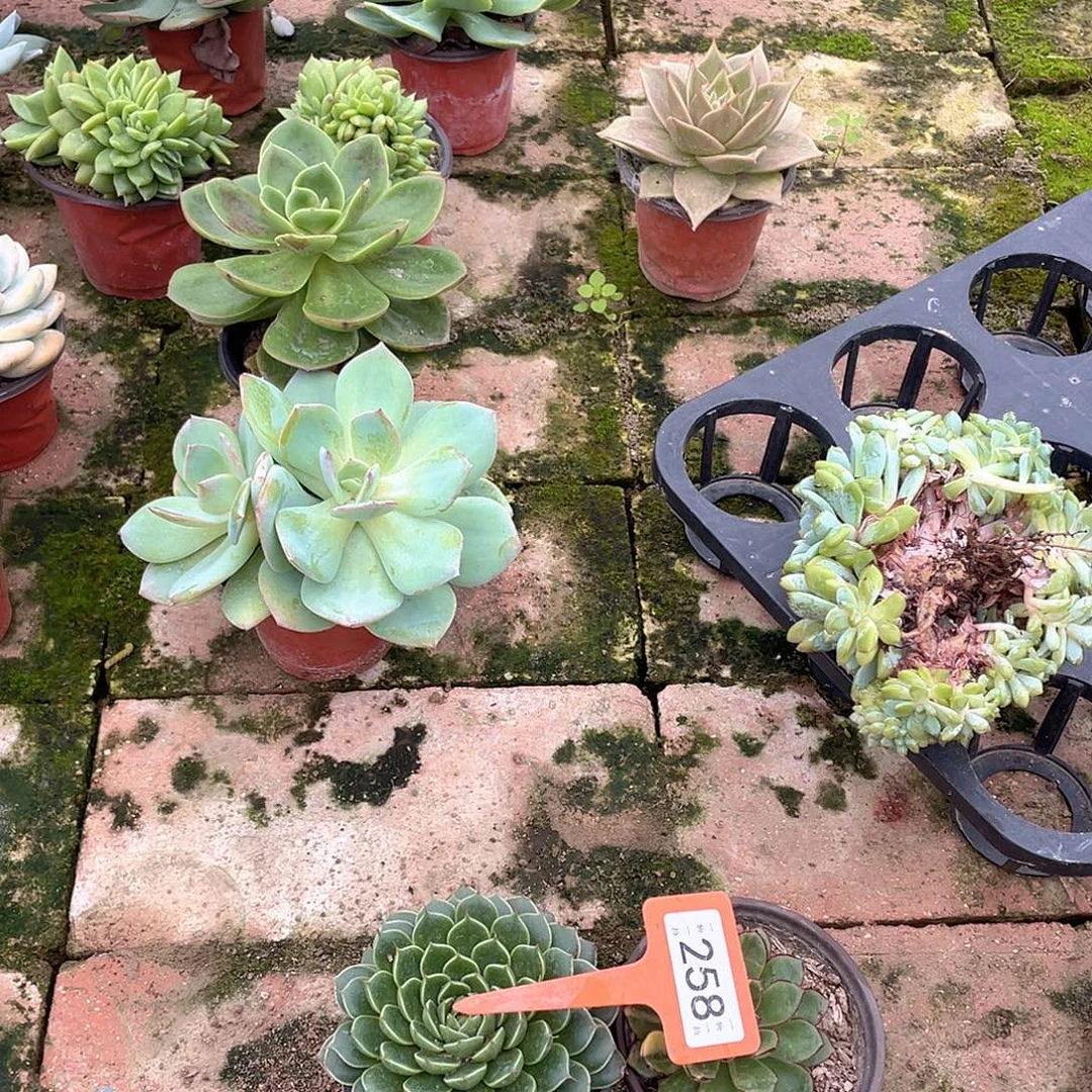 我***静258两个一组多肉植物