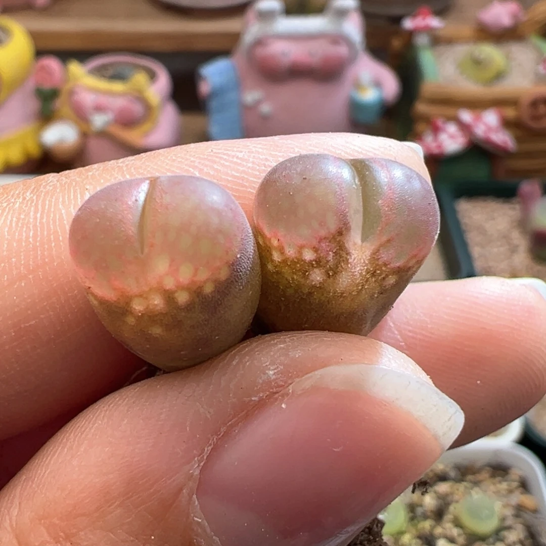 81。c10杂贝瑞两颗