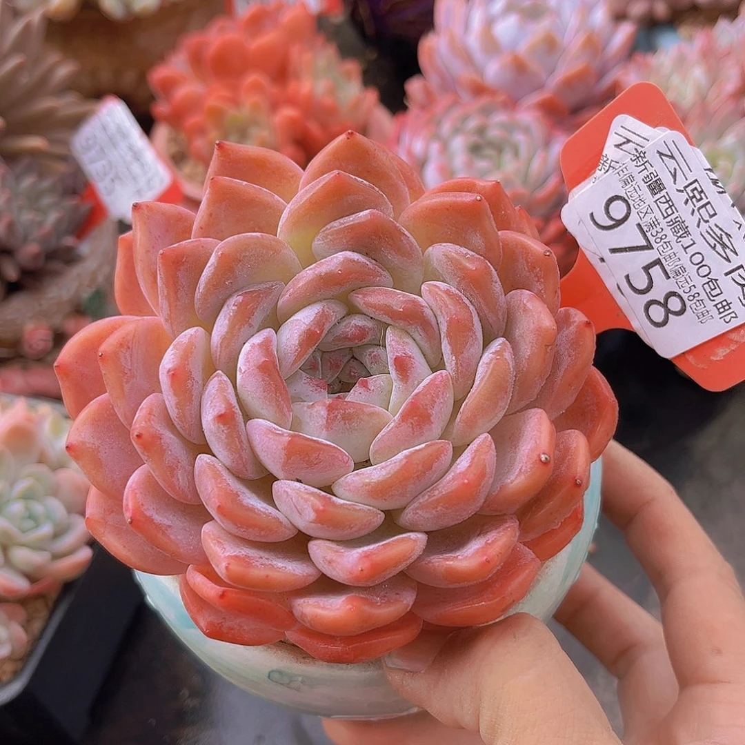 9758冰魄多肉植物