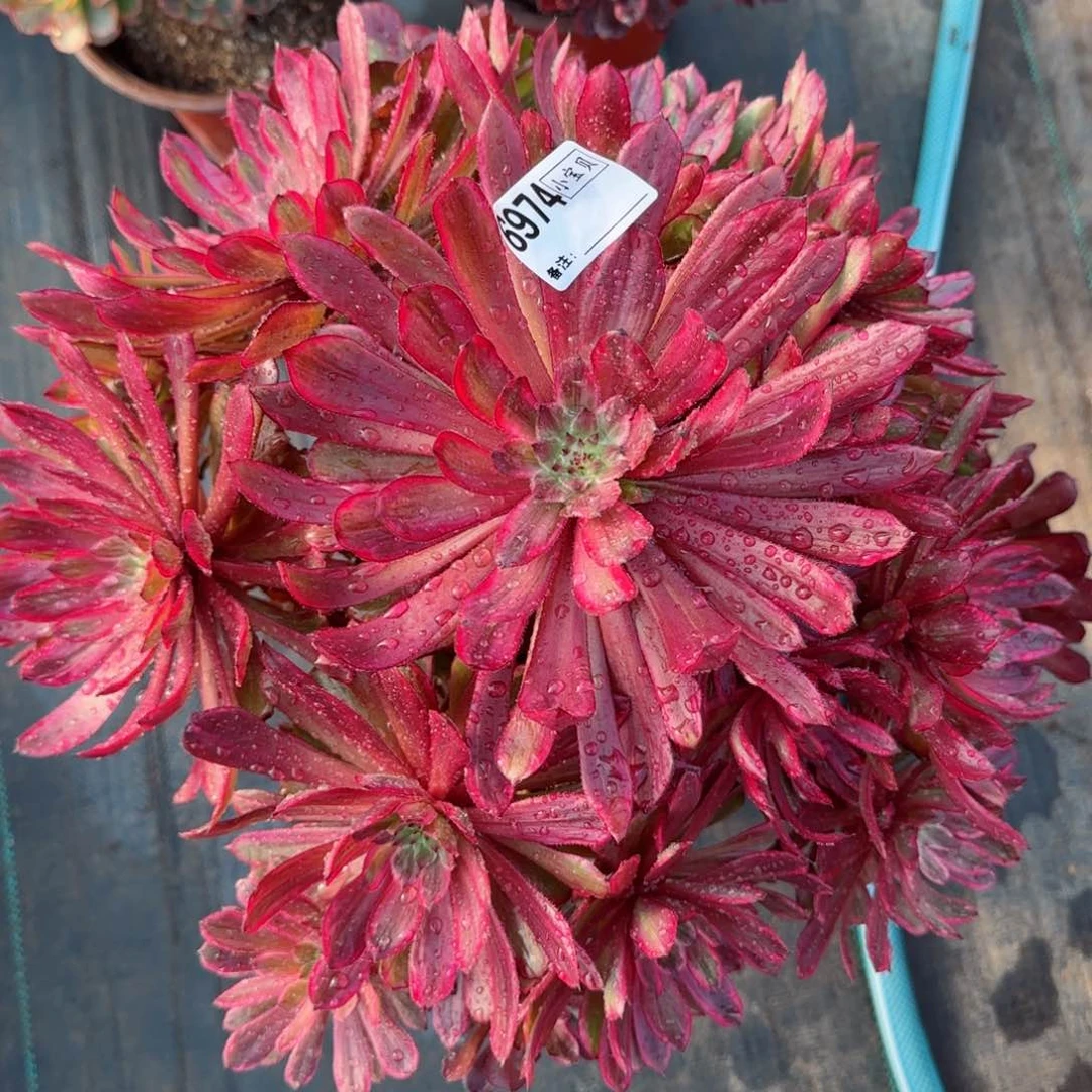 ❤️****6974紫霞多肉多肉