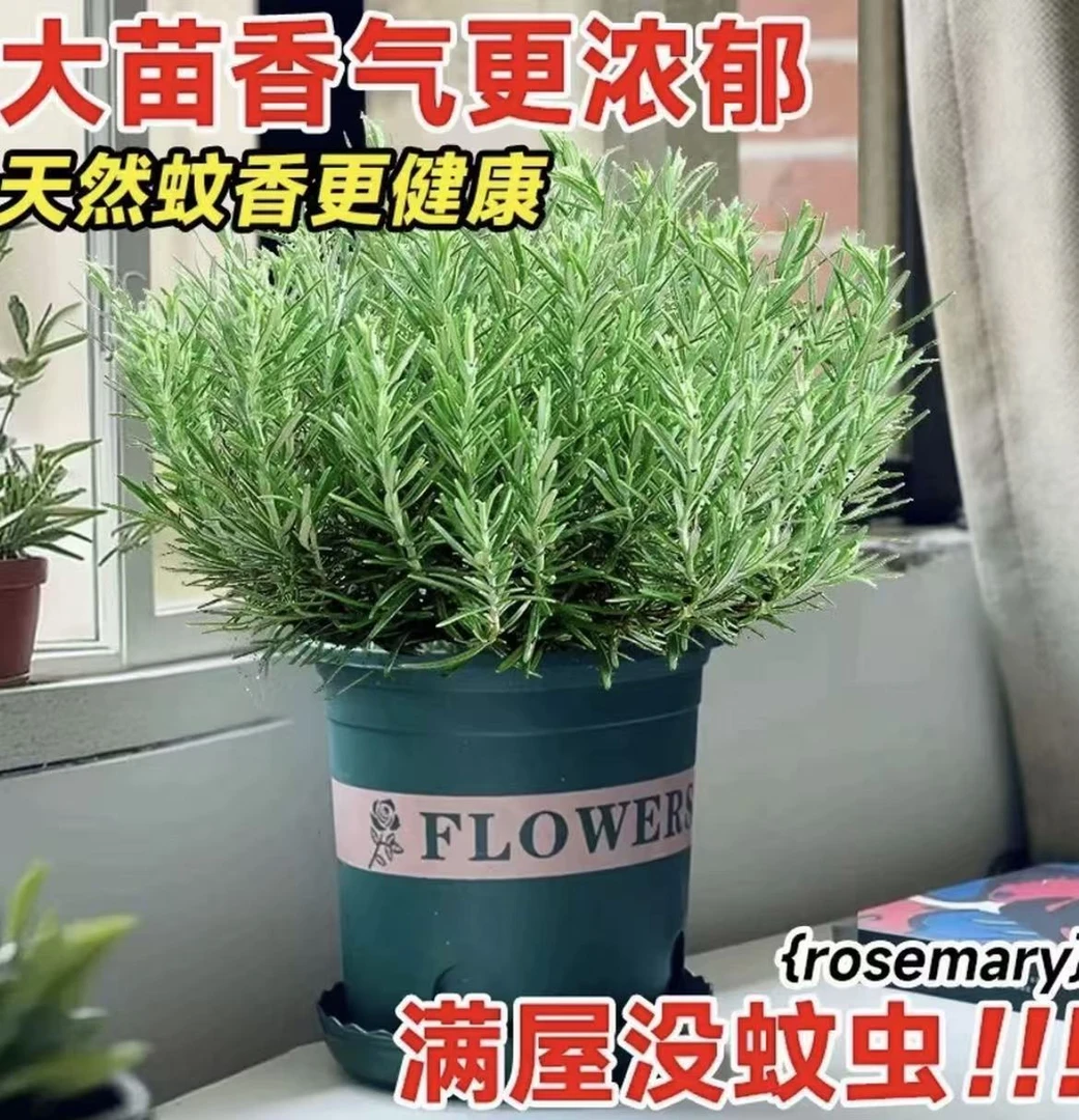 一加仑迷迭香盆栽煎牛排用驱虫蚊新鲜香草植物香料