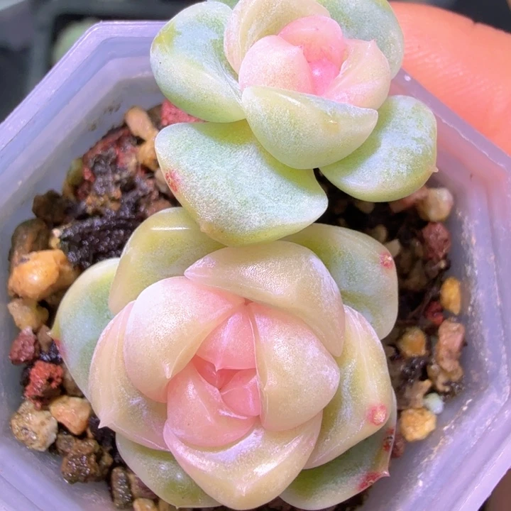 双头良辰小可爱啦