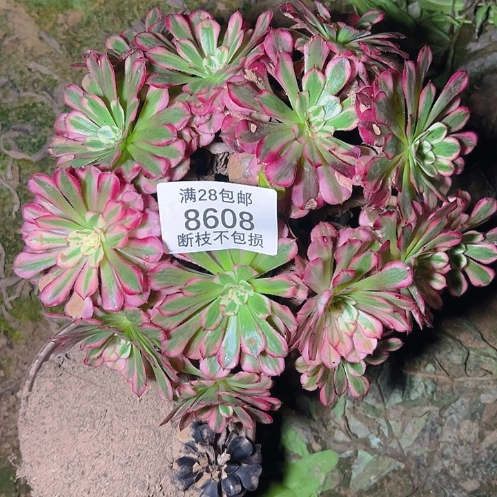 8608红铜白多肉植物