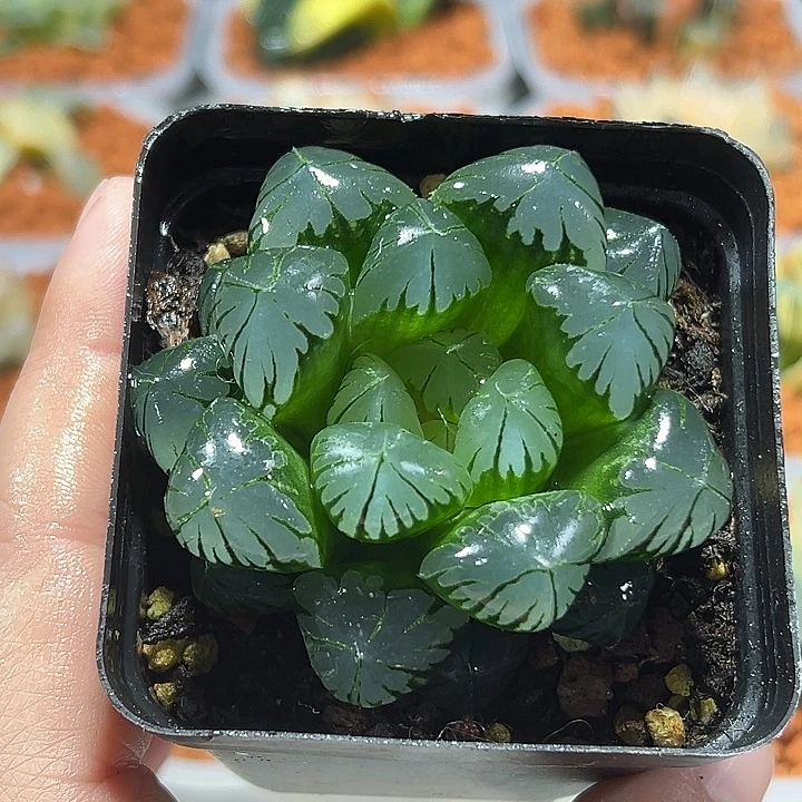 十二卷多肉水晶玉露