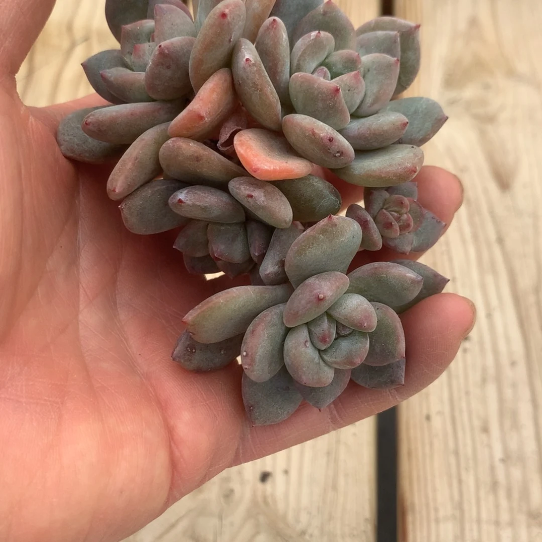 ?*七十七突尼斯发货多肉