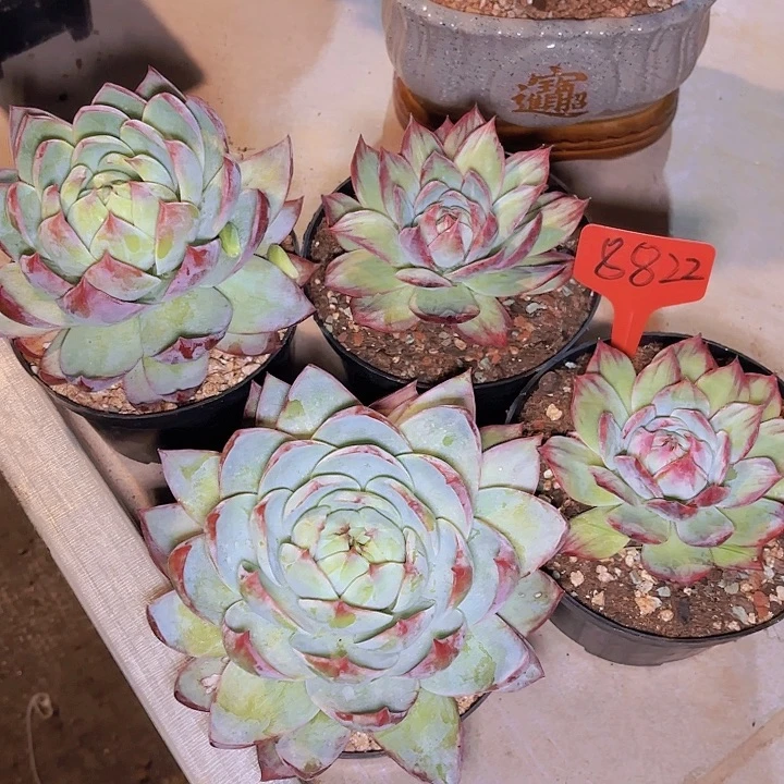 菲*五颗惊鸿8822..