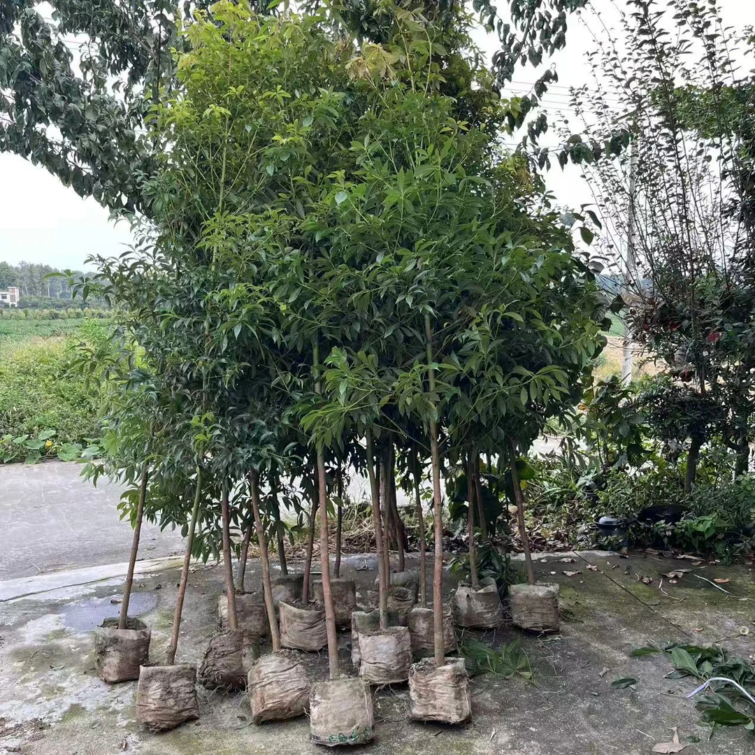 雅安金丝楠木苗地径2公分大袋苗,高度160-280厘米