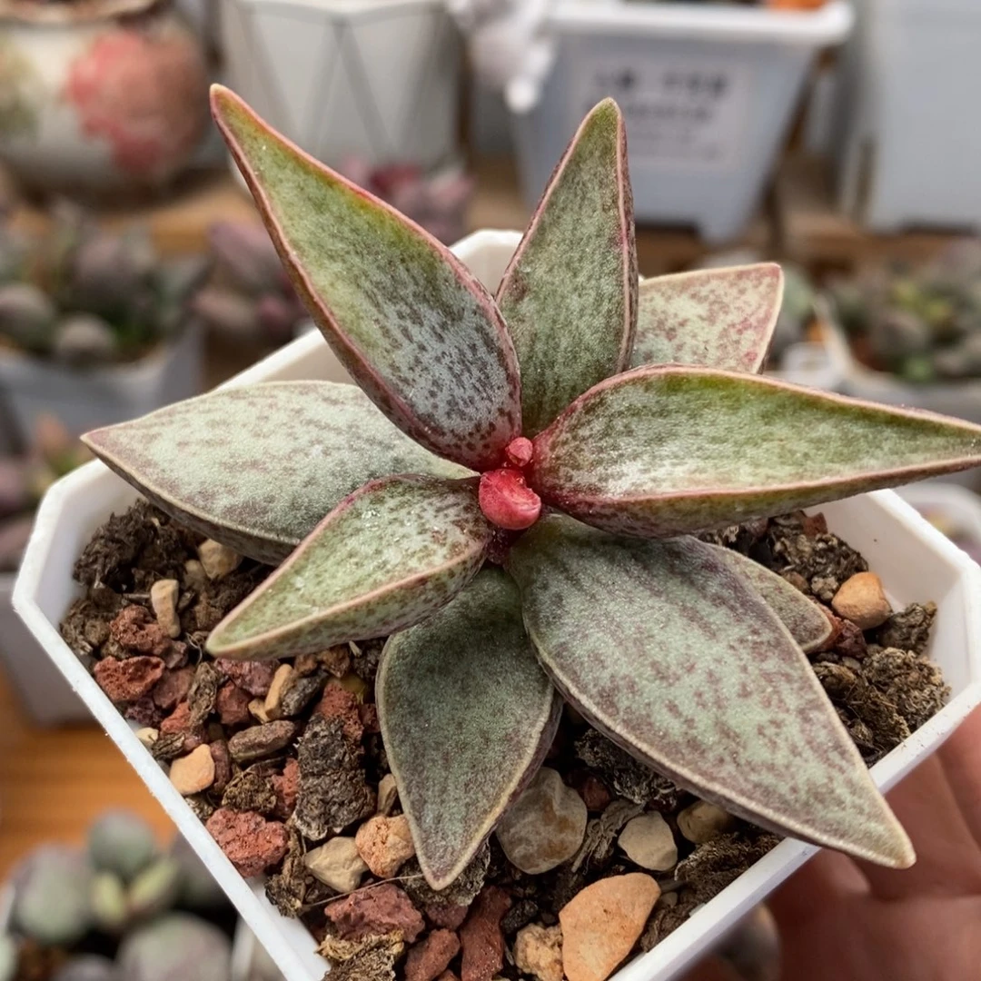 红太平水泡多肉植物