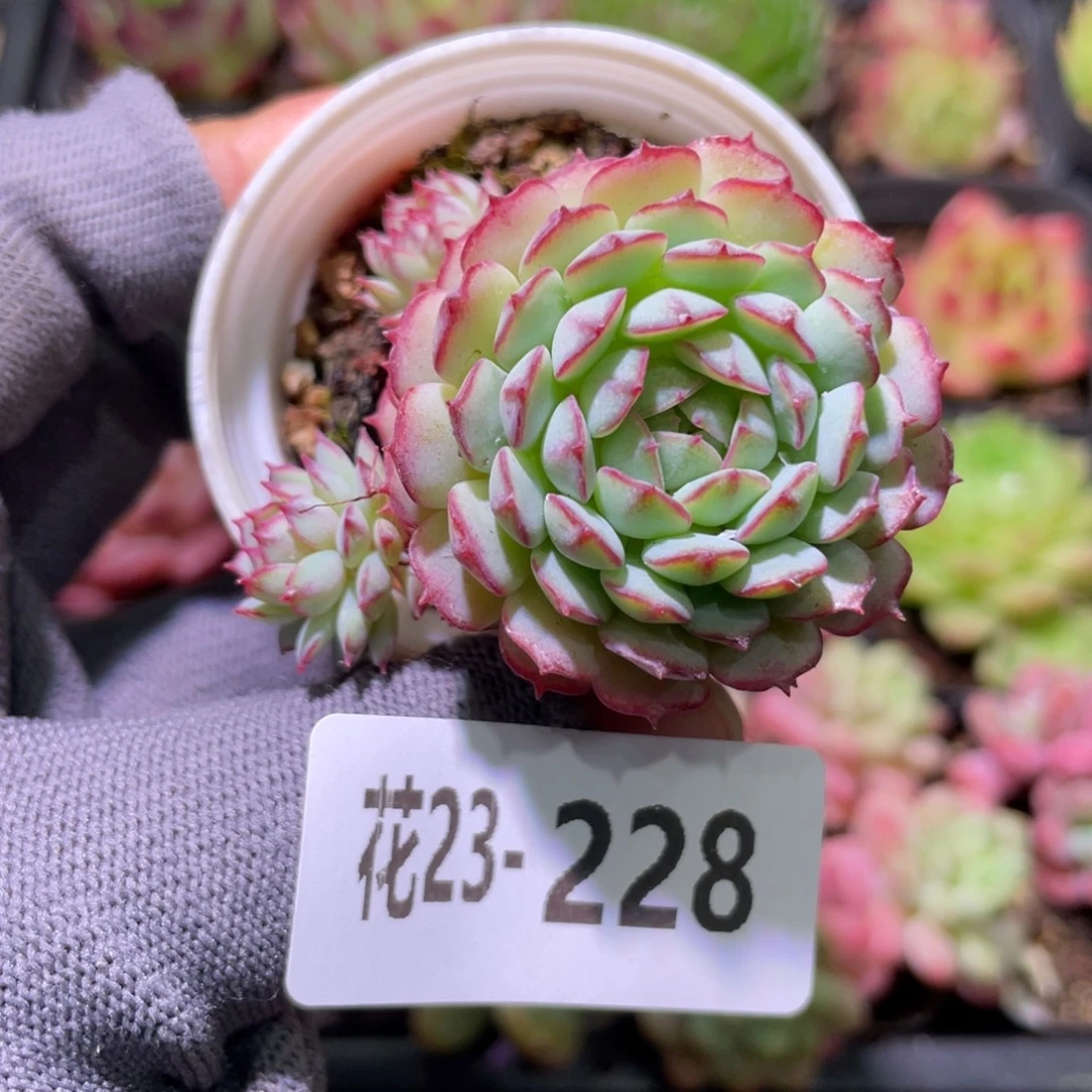 花利美23-228小红船