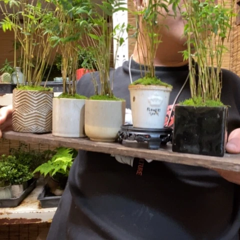 红陶圆托金明竹一盆器型随缘带盆发货