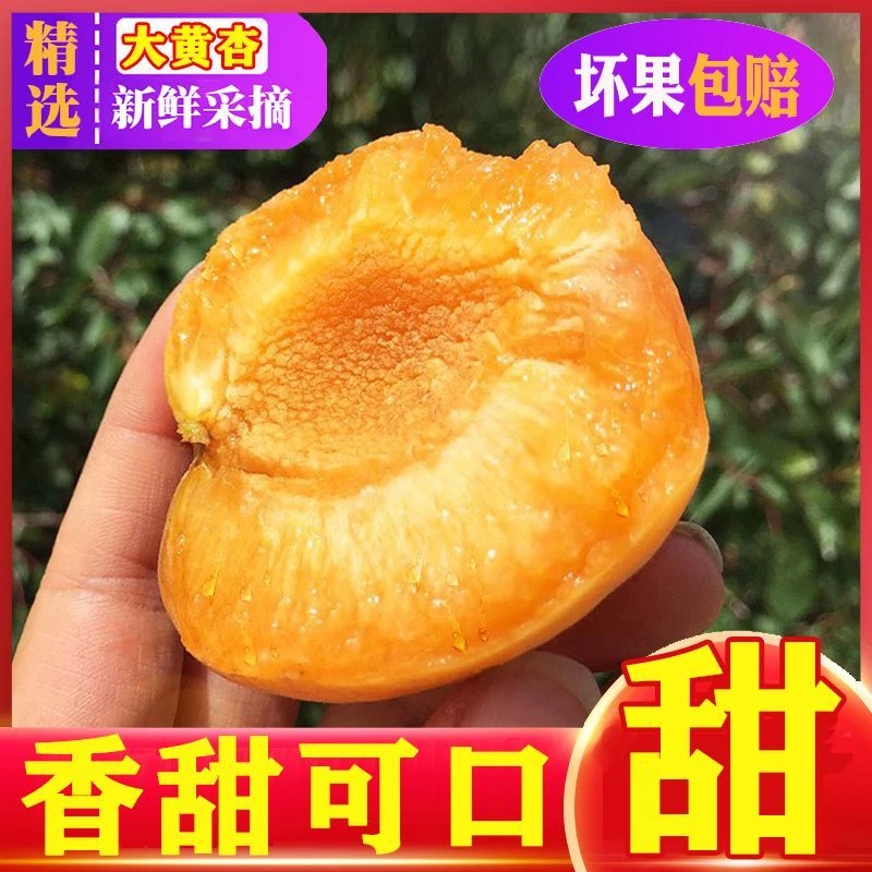 【顺丰包邮】山西金太阳大黄杏新鲜采摘酸甜可口自然成熟时令水果