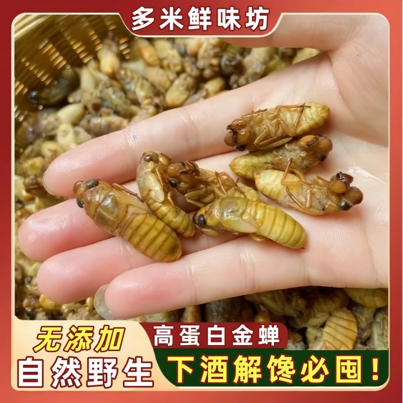 2025新鲜金蝉 竹蝉松蝉杜仲蝉爬叉知了猴1瓶50只顺丰包邮冷冻发货