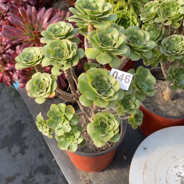 晚***。多肉植物君美丽046