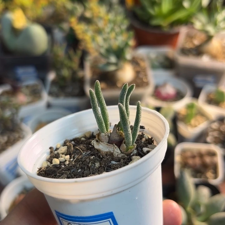 828 碧光环小兔子