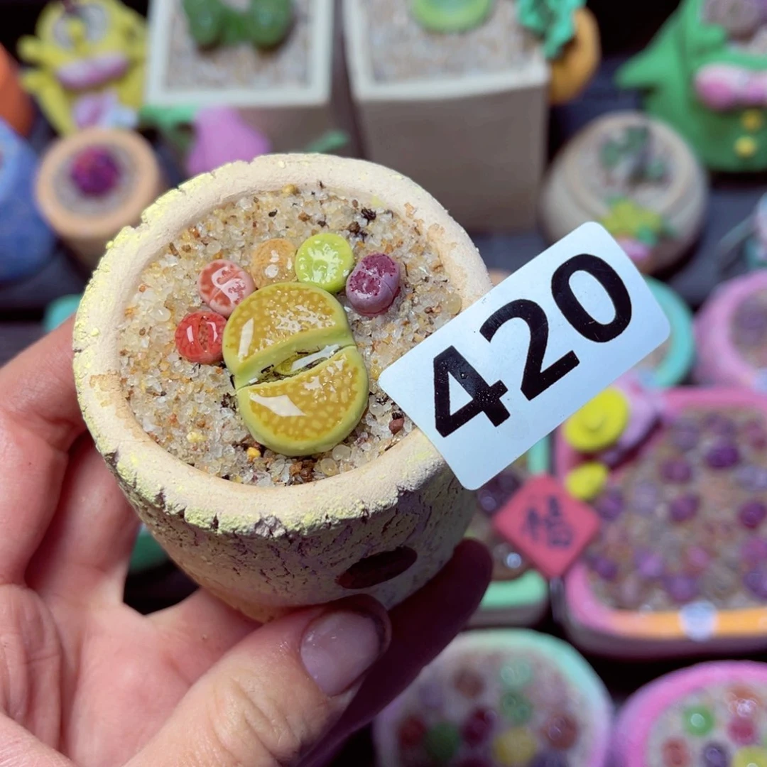 420生石花带盆发