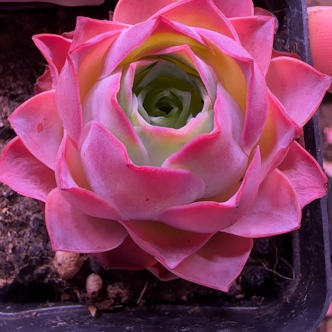 半城玫瑰魅影七方杯512