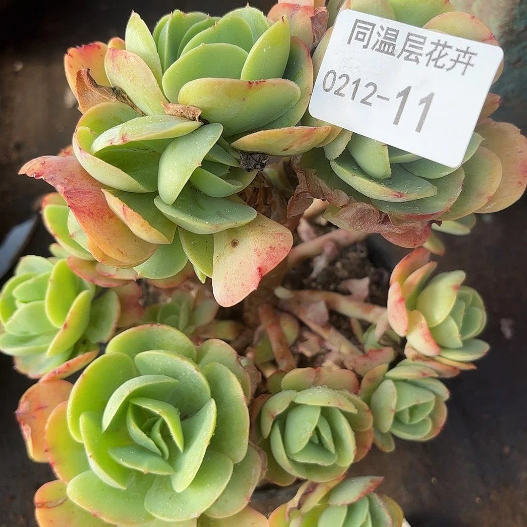 同温层多肉11碧桃