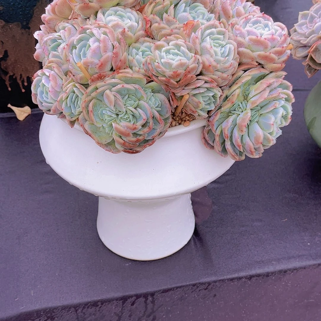 无*多肉植物保护研究所