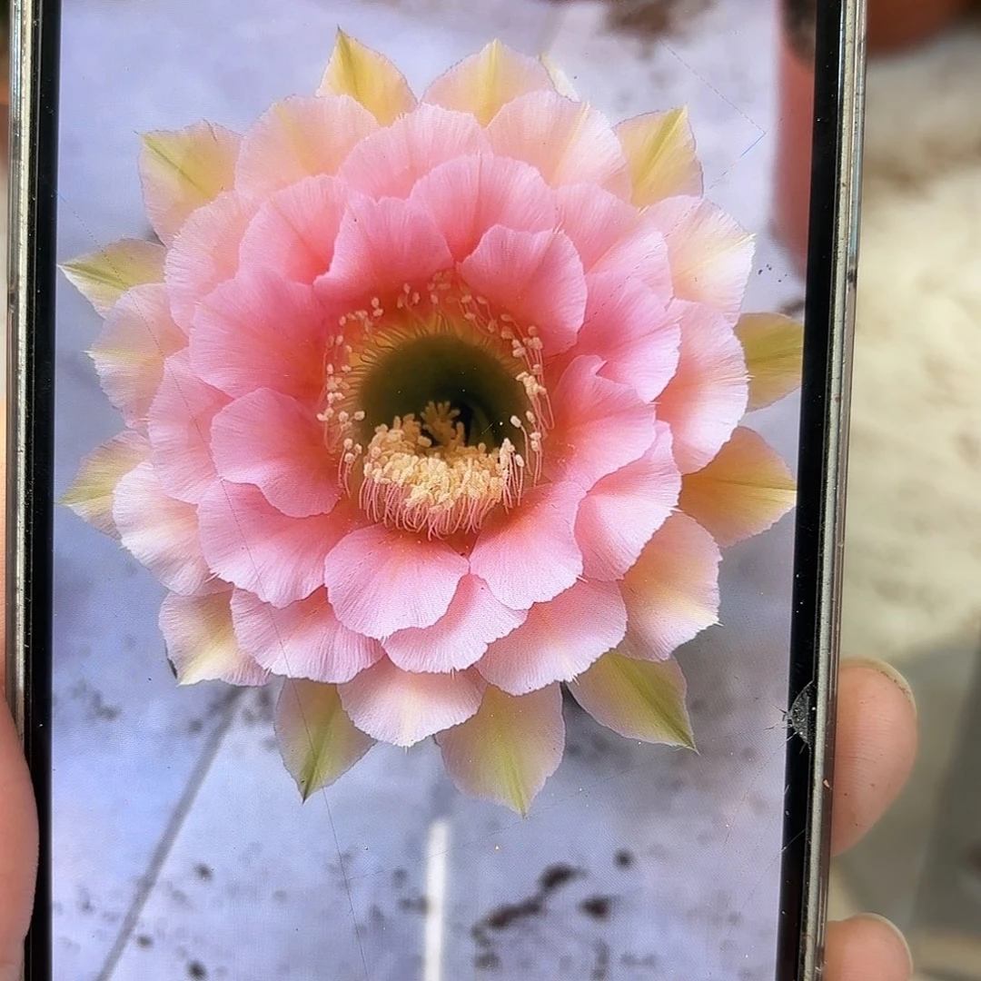 彩草美人鱼8公分带根