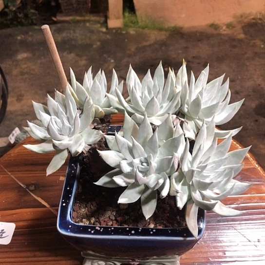 开心精品多肉福利大放送