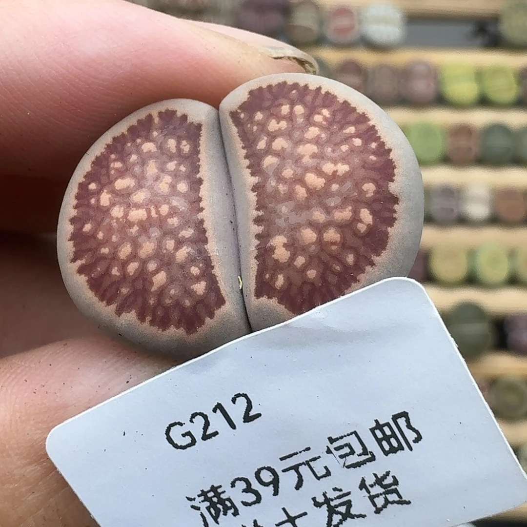 212多肉哈哈哈哈哈哈哈