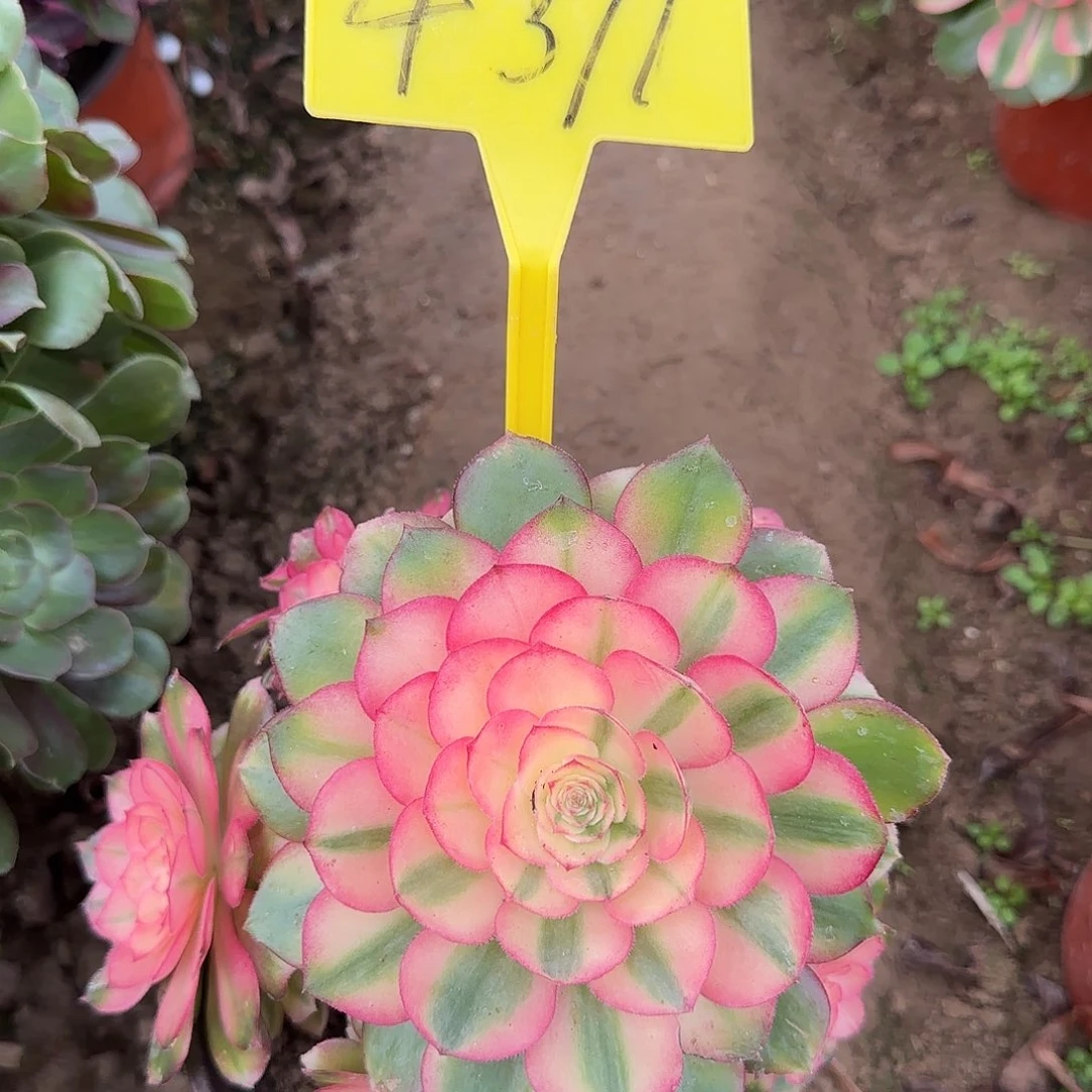 4311---荔枝多肉植物