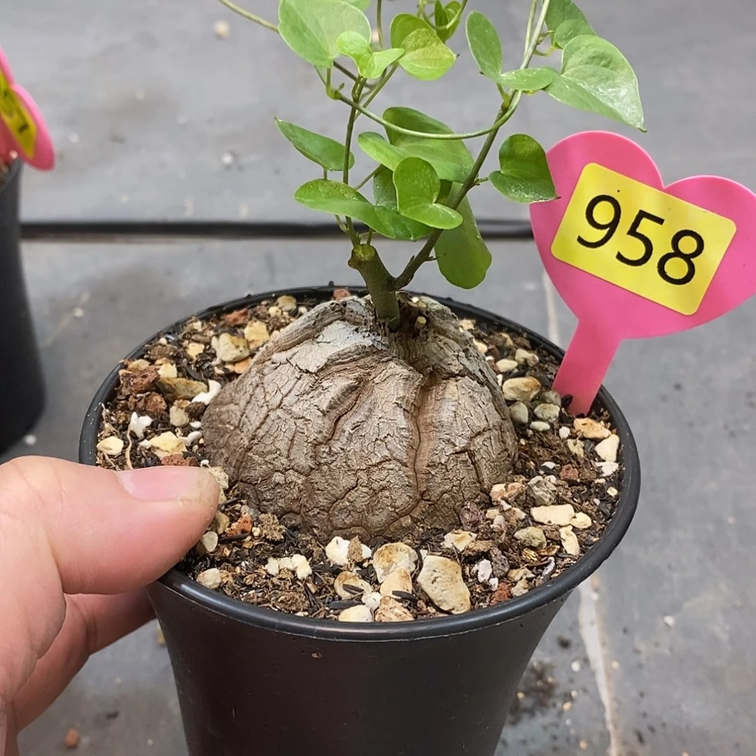 南非龟甲龙龟甲龙