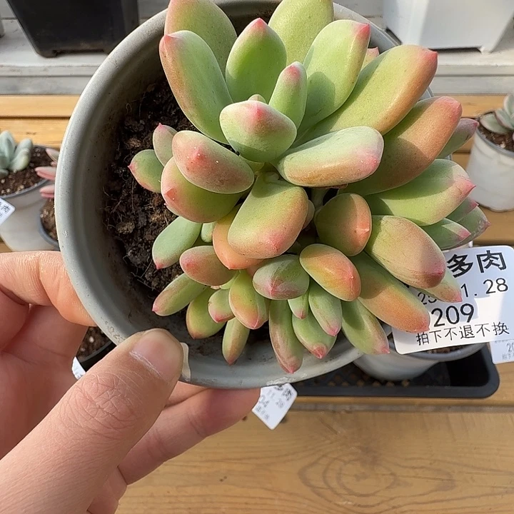 清新美人11111128-209