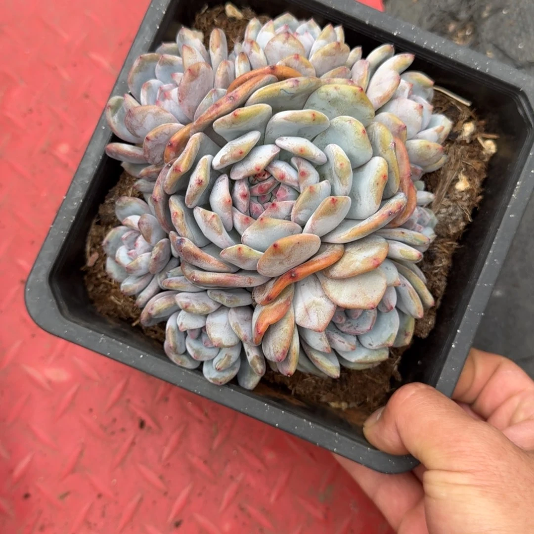 一**间15厘米的尺寸一物一拍的
