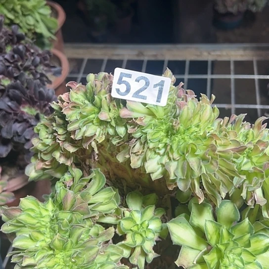 杨***姐多肉植物一个少华521
