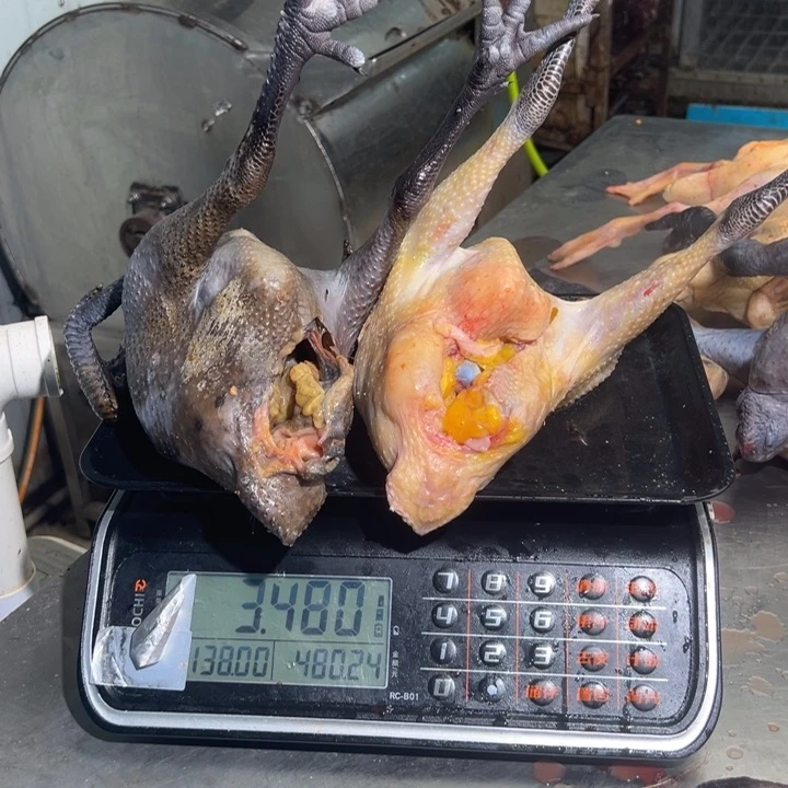 一号母鸡食用农产品中国大陆路*焱