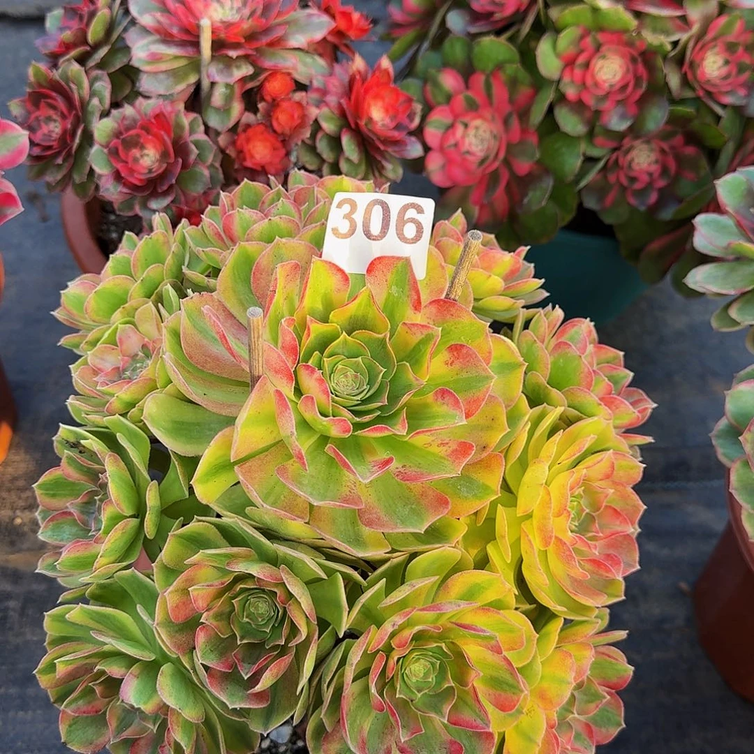 306雨河冠服30公分