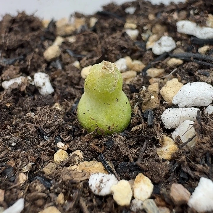 老马生石花小葫芦2422