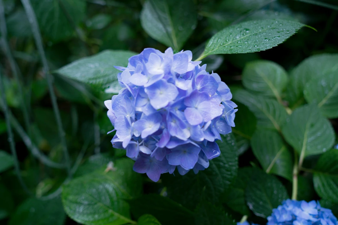 《无尽夏》大花绣球 带花带土栽好包邮