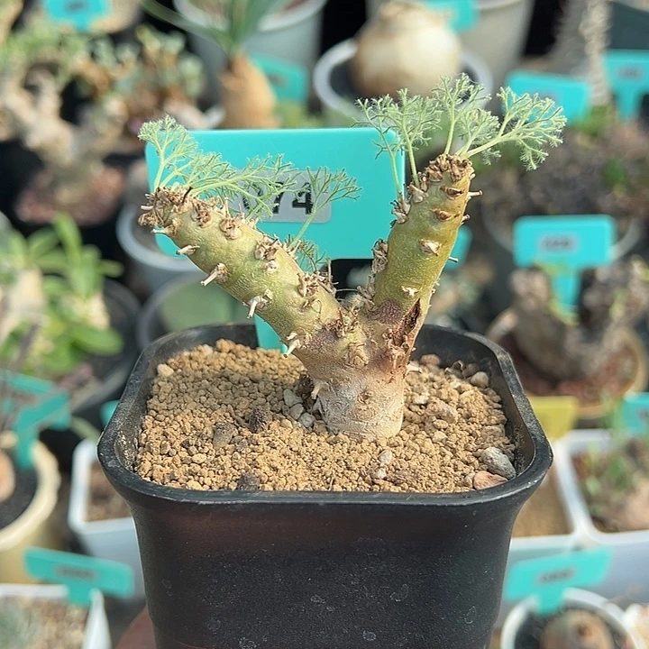 白皮月界多肉植物