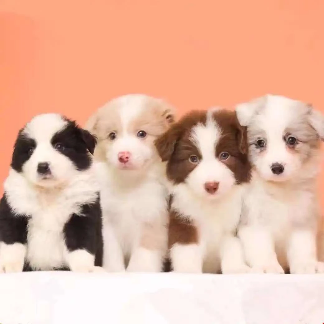 （龙湖边牧专场）狗狗活体